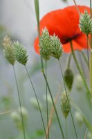 Chrastice (lesknice) kanárská (Phalaris canariensis) – Linda Bestwick / Shutterstock