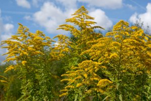 Zlatobýl obecný (Solidago virgaurea) – iwciagr / Shutterstock