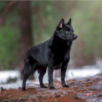 Šiperka – Al_Er / Shutterstock