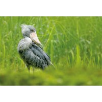 Člunozobec africký (Balaeniceps rex) – Ondrej Prosicky / Shutterstock