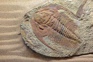 Zkamenělina trilobita (Paradoxides) – I love photo / Shutterstock