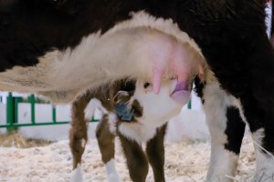 Kojící se tele – Zyabich / Shutterstock