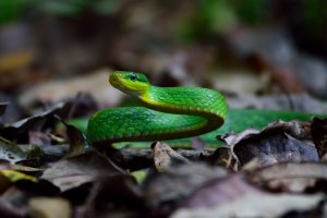 Mamba zelená (Dendroaspis angusticeps) – Forest man72 / Shutterstock