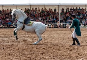 Kladrubský kůň – Z.Stoklasa / Shutterstock
