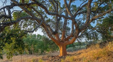 Dub korkový (Quercus suber) s odstraněnou částí kůry – David Pineda Svenske / Shutterstock