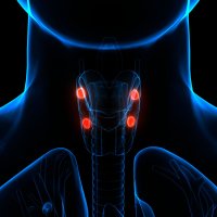 Příštítné žlázy, 3D ilustrace – Magic mine / Shutterstock