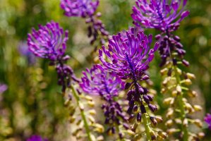 Modřenec chocholatý (Leopoldia comosa) – Flower_Garden / Shutterstock