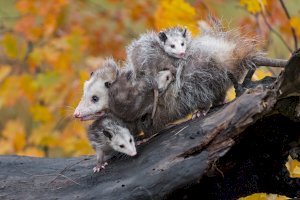 Vačice virginská (Didelphis virginiana) s mláďaty – Geoffrey Kuchera / Shutterstock