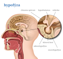 Hypofýza – medicalstocks / Shutterstock, český popis CoJeCo.cz