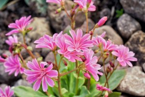 Levisie květnatá (Lewisia cotyledon) – Marta Jonina / Shutterstock