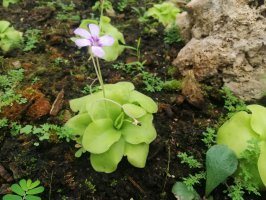Kvetoucí tučnice ocasatá (Pinguicula moranensis) – Yes058 Montree Nanta / Shutterstock