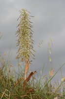 Jazýček kozlí (Himantoglossum hircinum) – DeRebus / Shutterstock