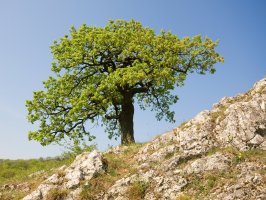 Dub šípák (Quercus pubescens) – Radka Palenikova / Shutterstock