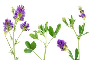 Kvetoucí tolice vojtěška (Medicago sativa) – Andrei Dubadzel / Shutterstock