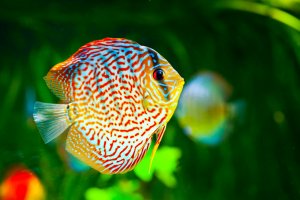 Terčovec pravý (Symphysodon discus) – Andrey Armyagov / Shutterstock