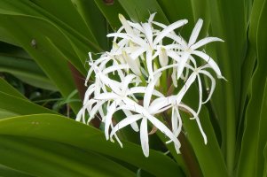 Kvetoucí Crinum pedunculatum – demamiel62 / Shutterstock