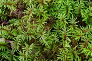 Travník Schreberův (Pleurozium schreberi) – Henri Koskinen / Shutterstock