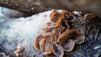 Řasnatka zprohýbaná (Peziza repanda) – f.maliki / Shutterstock