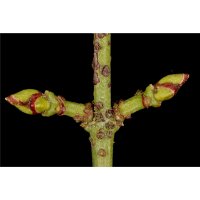 Brachyblast – Valery Prokhozhy / Shutterstock