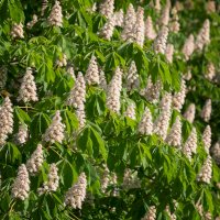 Jírovec maďal (Aesculus hippocastanum), květy – Aleksey Sagitov / Shutterstock