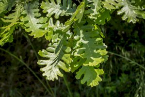 Dub balkánský (Quercus frainetto) – IvanaStevanoski / Shutterstock