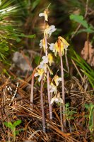 Kvetoucí orchidej sklenobýl bezlistý (Epipogium aphyllum) – Viktor Loki / Shutterstock