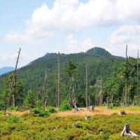 Svaroh – jaroslava V / Shutterstock