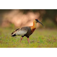 Ibis bělokřídlý (Theristicus caudatus) – Ondrej Prosicky / Shutterstock