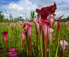 Kvetoucí špirlice bělolistá (Sarracenia leucophylla), Alabama, USA – anjahennern / Shutterstock