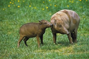Babirusa buruská (Babyrousa babyrussa) – slowmotiongli / Shutterstock