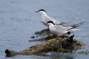 Rybák obecný (Sterna hirundo) – iliuta goean / Shutterstock