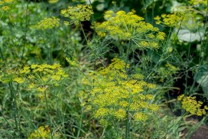 Fenykl obecný (Foeniculum vulgare) – Igor Pushkarev / Shutterstock