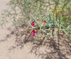 Kvetoucí keř alhagi, Irák – Ahmed Hadaw / Shutterstock