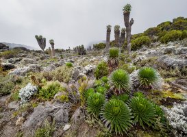 Lobelia deckenii, Tanzánie – Soloviova Liudmyla / Shutterstock