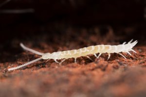 Stonoženka bílá (Scutigerella immaculata) ze třídy stonoženek (Symphyla) – Ferenc Speder / Shutterstock