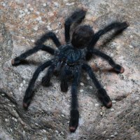 Sklípkan kovový (Avicularia metallica) – Dan Olsen / Shutterstock