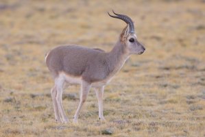 Gazela tibetská (Procapra picticaudata) – Hugh Lansdown / Shutterstock