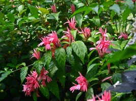 Bilbergie nící (Billbergia nutans) – Gardens by Design / Shutterstock