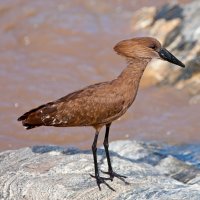 Kladivouš takatra (Scopus umbretta) – Greens and Blues / Shutterstock