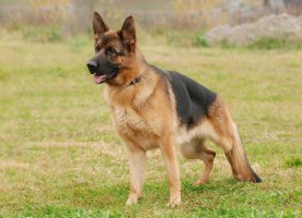 Německý ovčák – Waldemar Dabrowski / Shutterstock