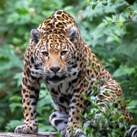 Jaguár (Panthera onca) – Edwin Butter / Shutterstock