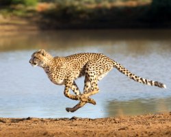 Gepard (Acinonyx jubatus) v běhu – Stu Porter / Shutterstock