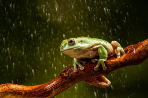 Rosnice siná (Litoria caerulea) – BBA Photography / Shutterstock