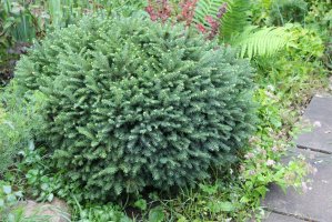 Picea omorika – Razumhelen / Shutterstock