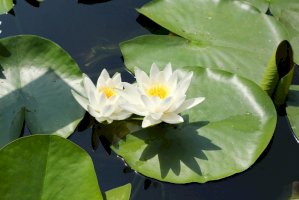 Leknín bílý (Nymphaea alba) – IvanaStevanoski / Shutterstock