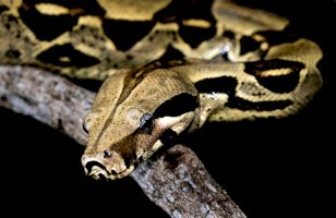 Hroznýš královský (Boa constrictor) – Photo by David Clode on Unsplash