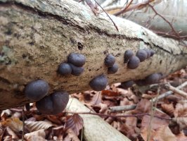 Na povrchu rostoucí plodnice endofytické houby sazovky kruhové (Daldinia concentrica), mycelium uvnitř pletiva stromu – rb3legs / Shutterstock