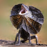 Agama límcová (Chlamydosaurus kingii), detail rozčíleného jedince – aulia ananta / Shutterstock