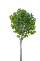 Teka obrovská (Tectona grandis) – warat42 / Shutterstock