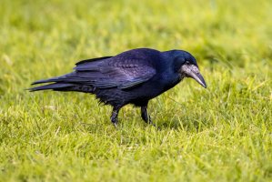Havran polní (Corvus frugilegus) – Rudmer Zwerver / Shutterstock